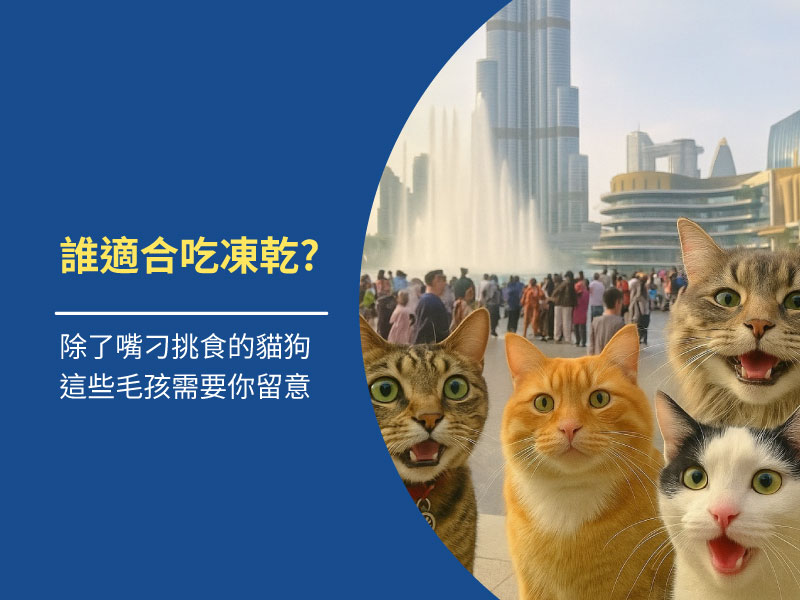 誰適合吃凍乾？