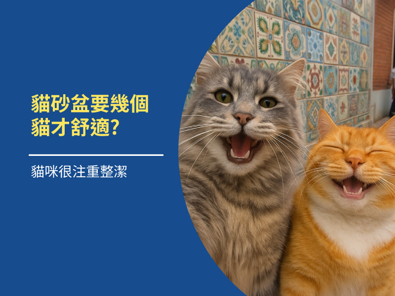 一隻貓咪需要幾個貓砂盆才舒適？