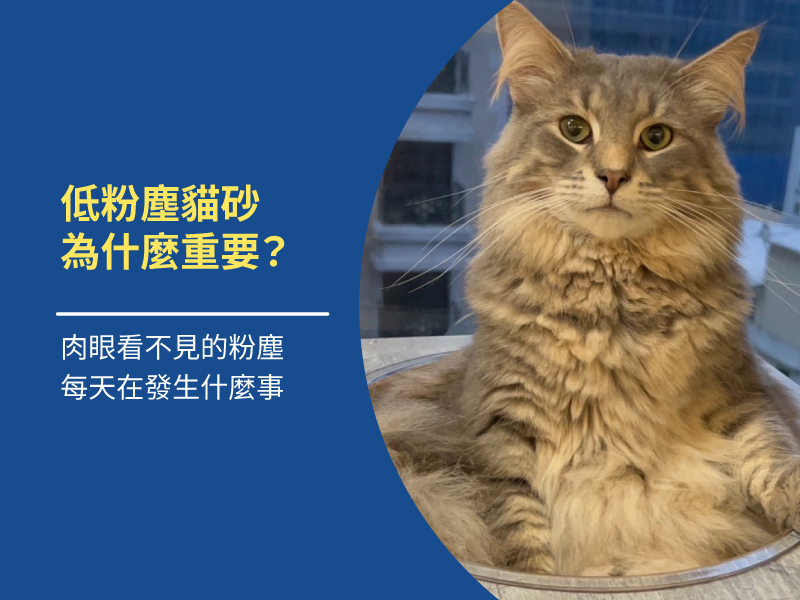 低粉塵貓砂為什麼重要？