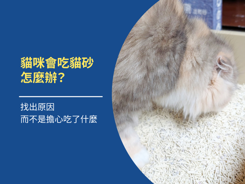 貓咪會吃貓砂怎麼辦？