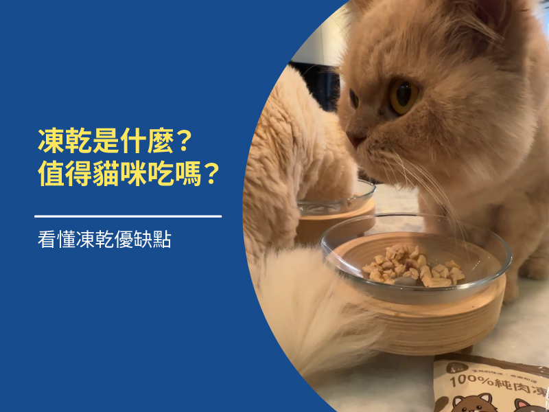 凍乾是什麼？值得給貓咪吃嗎？