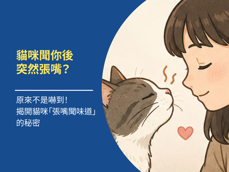 貓咪聞你後突然張嘴？