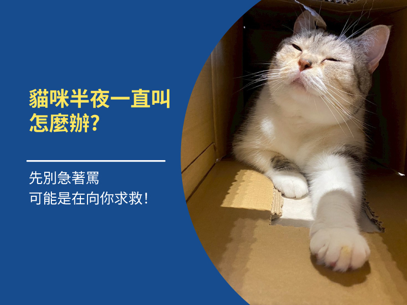 貓咪半夜一直叫怎麼辦？5大原因＋改善方法一次看懂