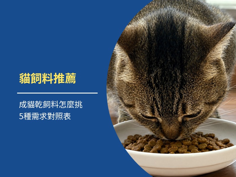 貓飼料推薦：成貓乾飼料怎麼挑，5種需求對照表