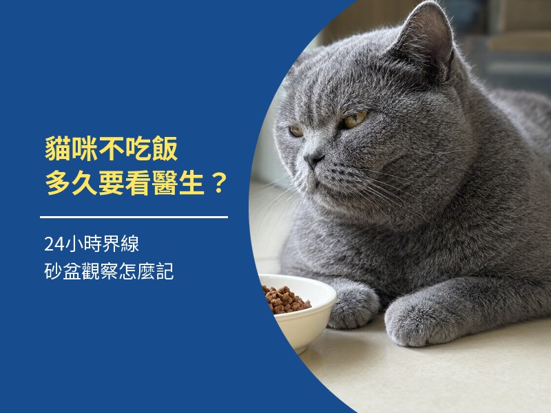 貓咪不吃飯多久要看醫生？24小時界線與砂盆觀察表