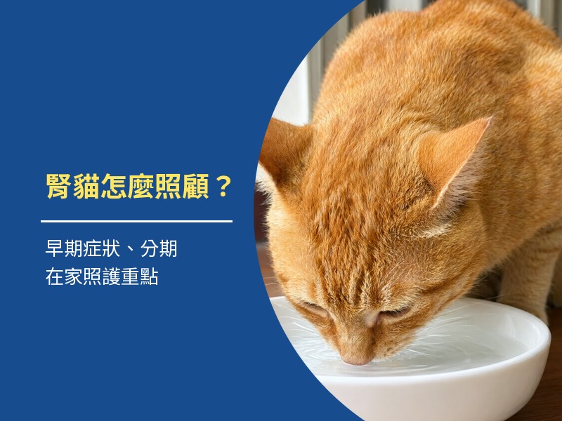 腎貓怎麼照顧？早期症狀、分期與在家照護重點