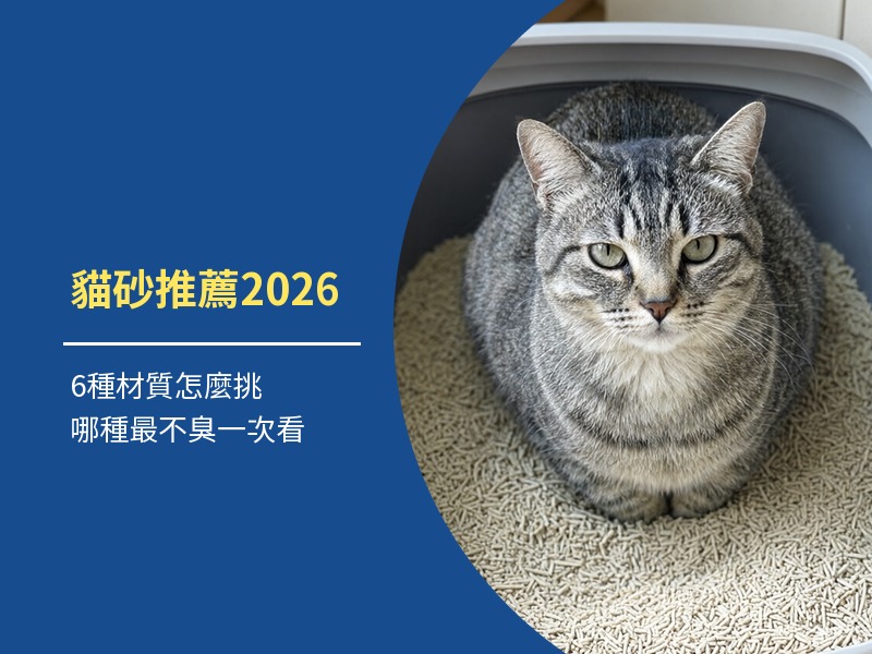 貓砂推薦2026：6種材質怎麼挑，哪種最不臭