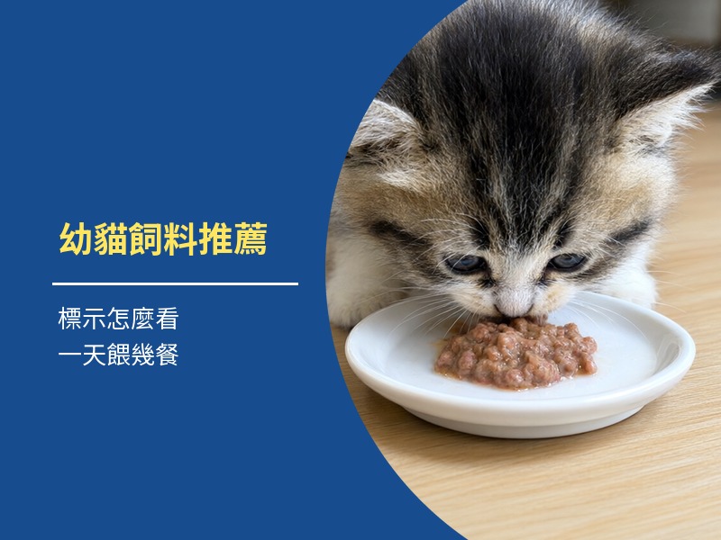 幼貓飼料推薦：標示怎麼看、幾個月吃什麼、一天餵幾餐