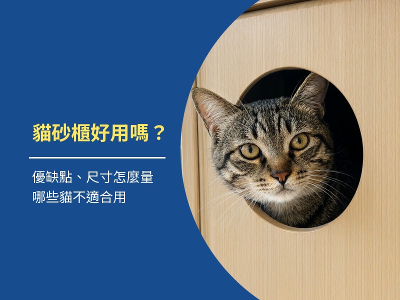 貓砂櫃好用嗎?優缺點、尺寸怎麼量與不適合的貓
