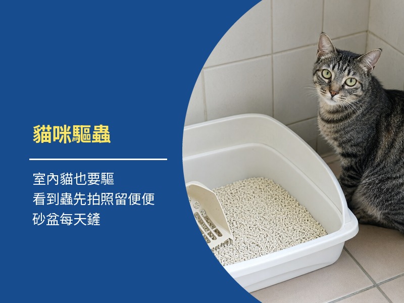 貓咪驅蟲多久一次？大便有蟲怎麼辦，砂盆這樣清