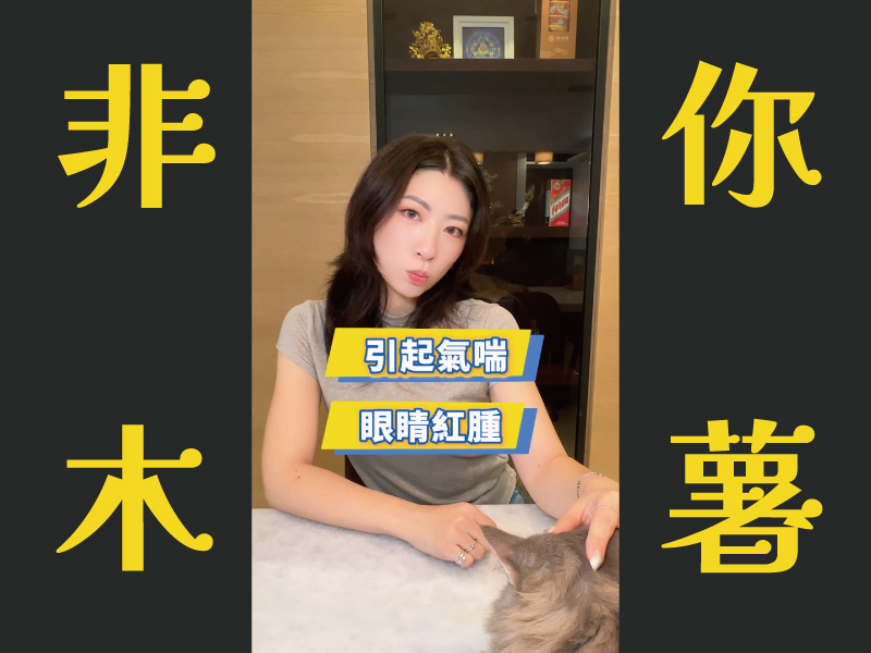 粉塵太多沒在開玩笑,貓咪最先受害!