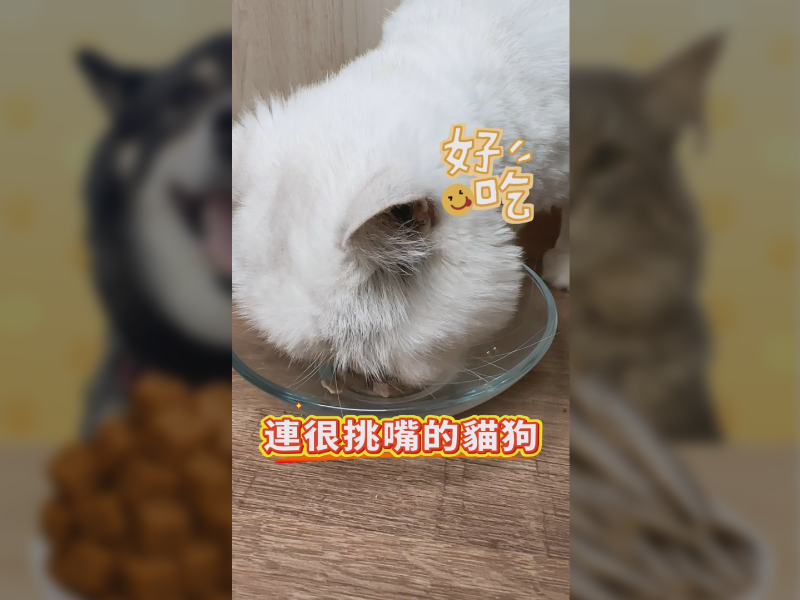 貴嗎？100%純肉凍乾，你家毛孩值得最好的