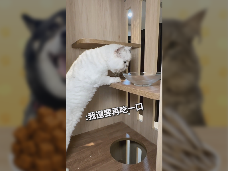 貓咪超愛吃這個!