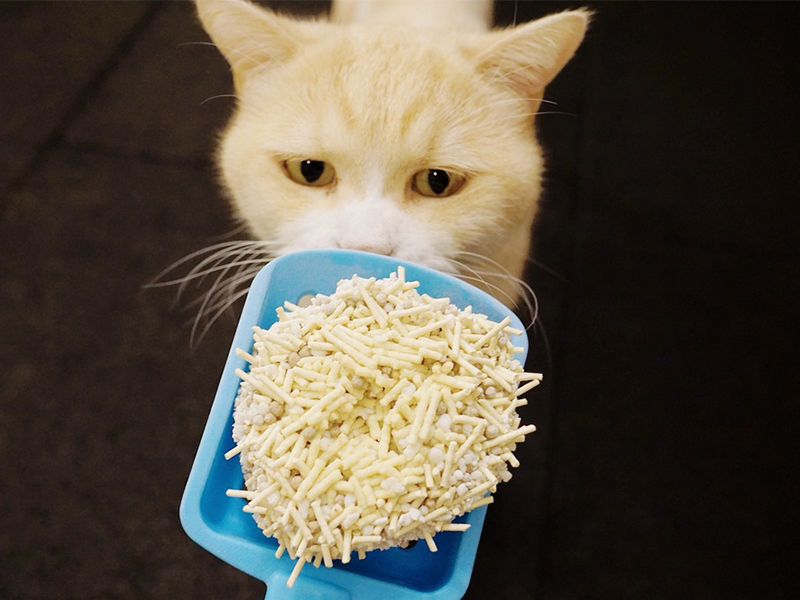 Hoki&Franky體驗 | 家長分享