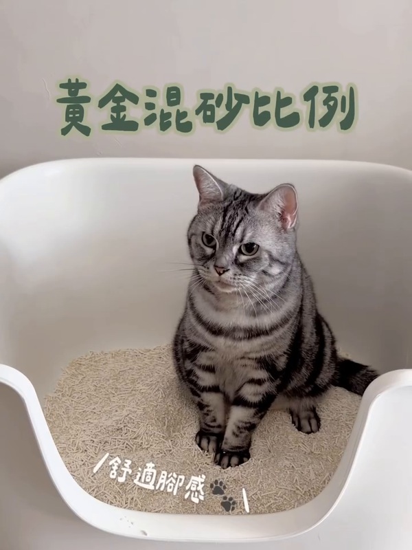 Miumiu 坐在貓砂盆中，體驗黑面森林貓砂