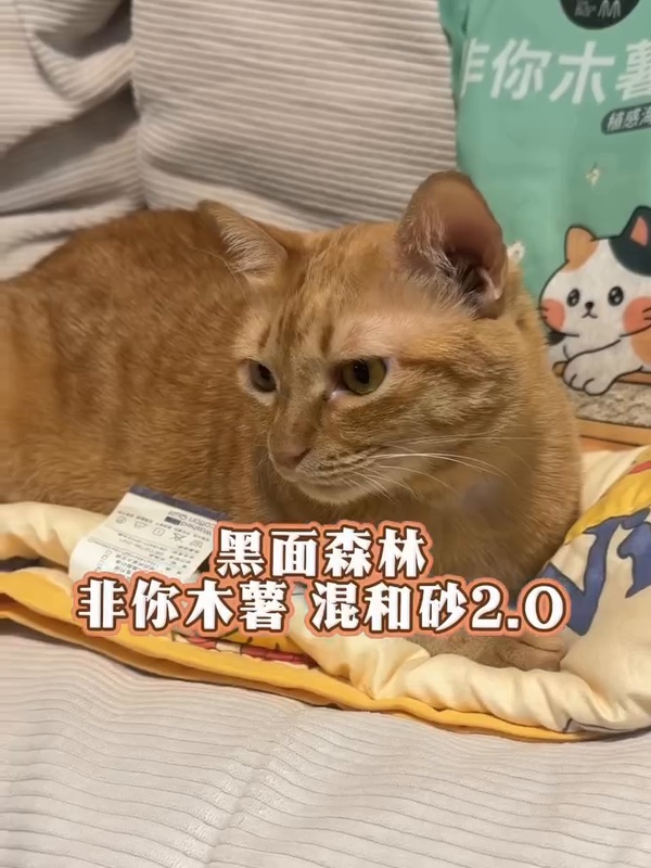 芮熙家的橘貓與黑面森林貓砂包裝